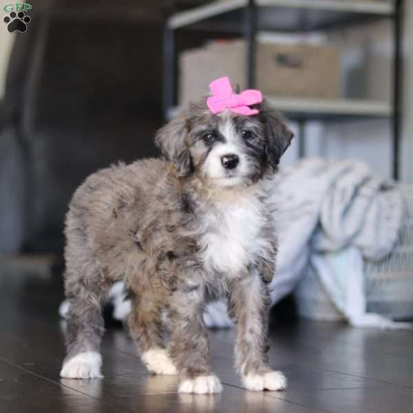 Rosie, Bernedoodle Puppy